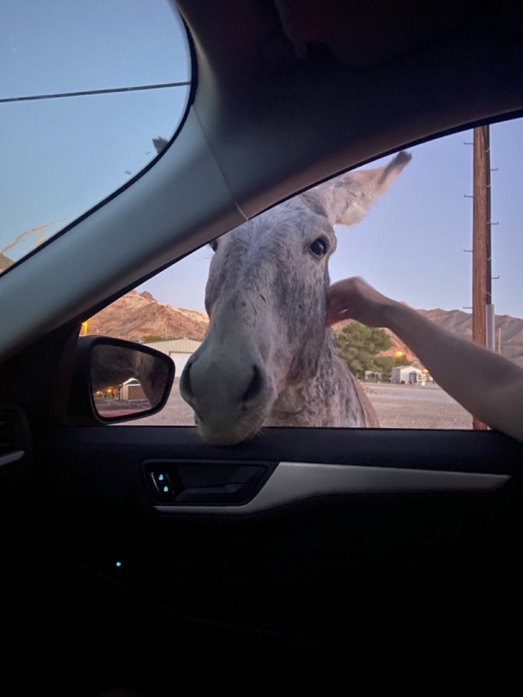 IMG_8631 copy Large.jpeg