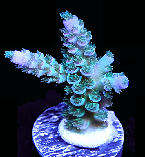 Jack 1 Thumb.png Jack 1 Thumb.png