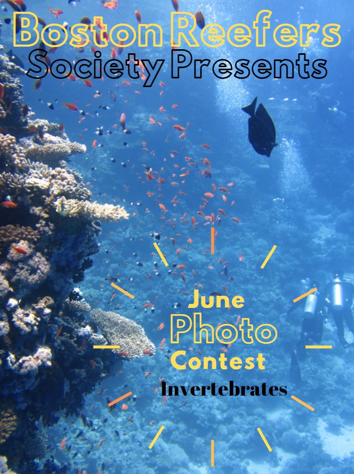 June Phot Contest.JPG