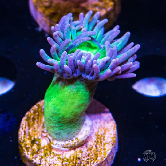 Lavender Tipped Duncan - 28.00 -ANR24-18-693.jpg