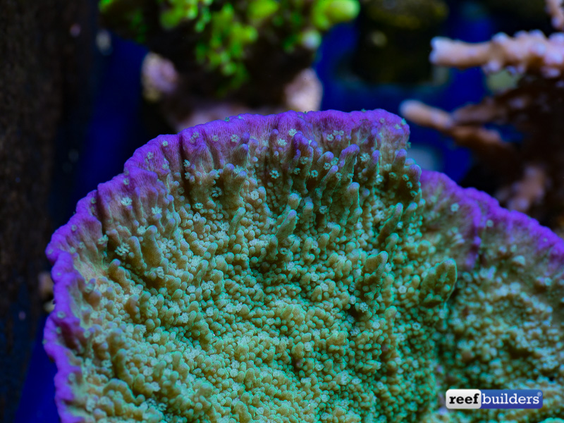 LengSyReefBuilders.jpg