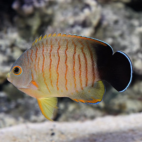 lg_66180_Red_Stripe_Angelfish.jpg