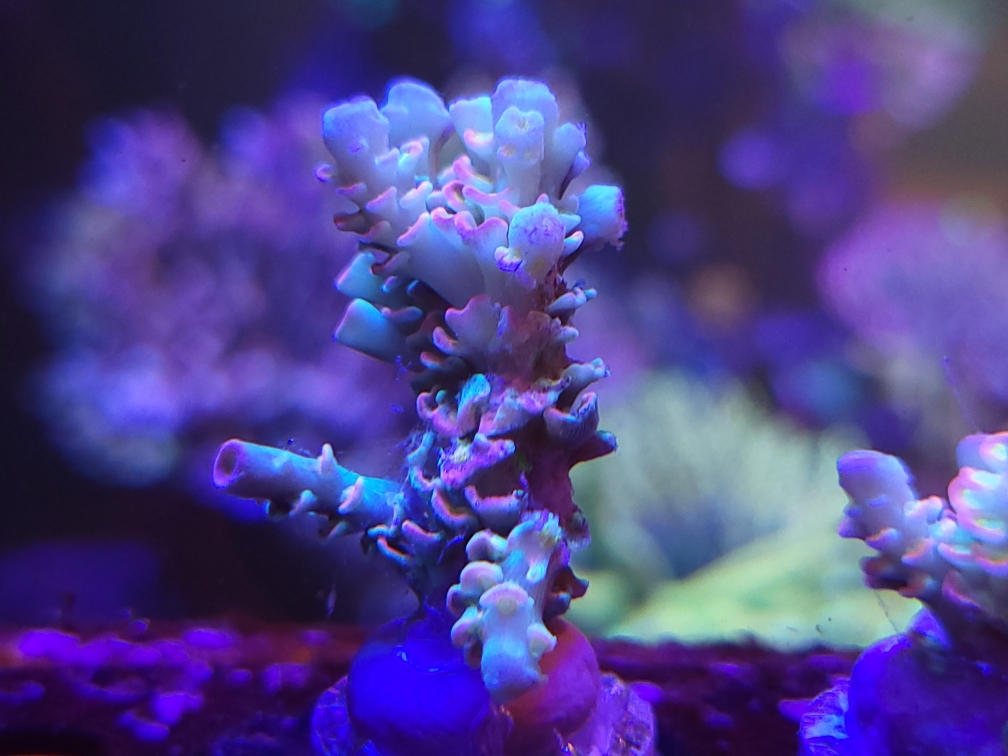 LTR Pink Rainbow tenius.jpeg