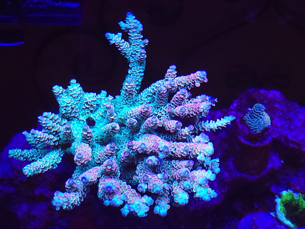 LTR Pink Rainbow tenius mother Feb 1 23.jpeg