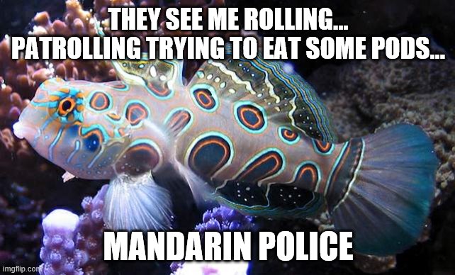 mandarin po po.jpg