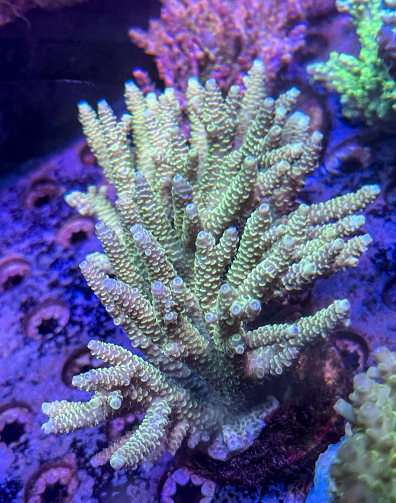 mini colonies-2467.jpg