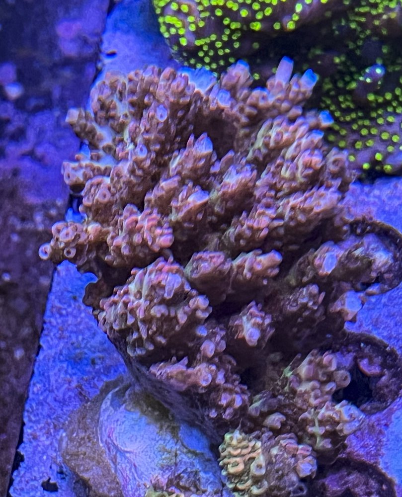 mini colonies-2469.jpg