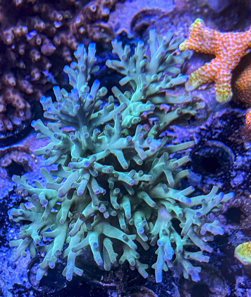 mini colonies-2470.jpg