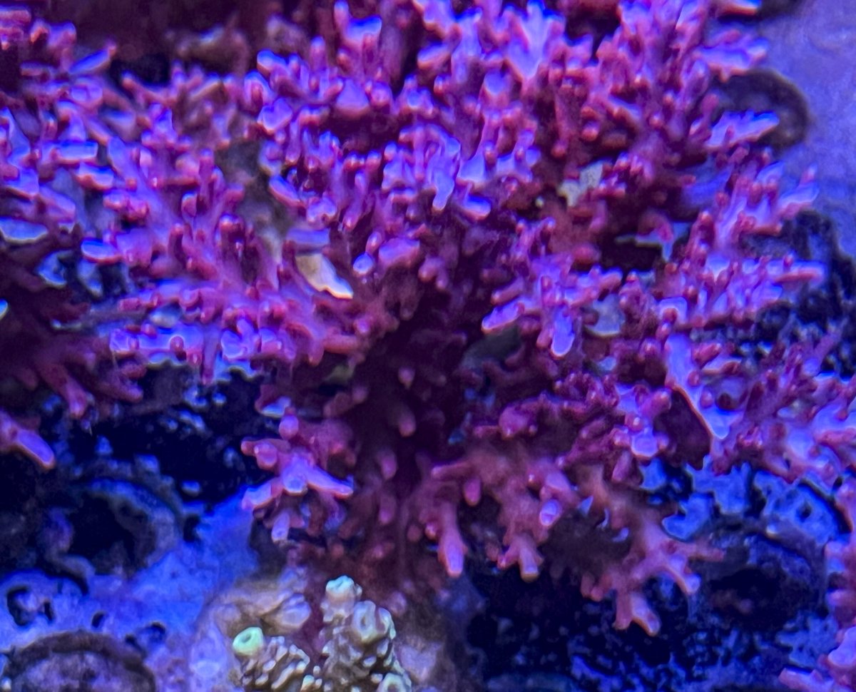 mini colonies-2471.jpg