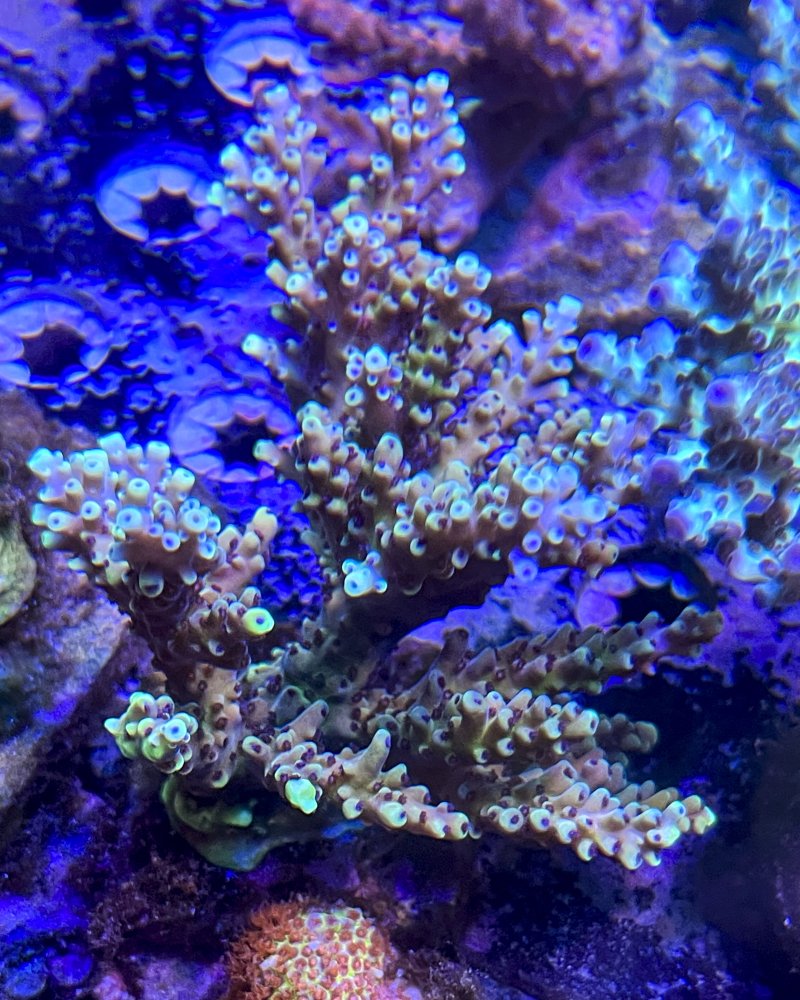 mini colonies-2473.jpg