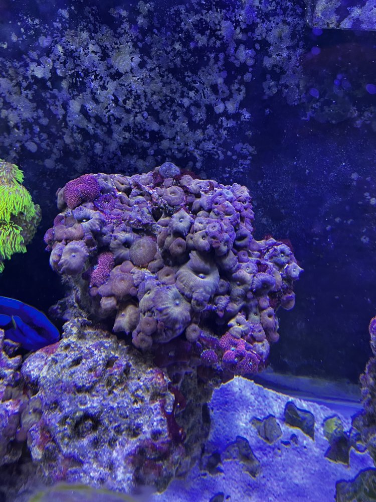 Mixed Shroom Rock.JPG