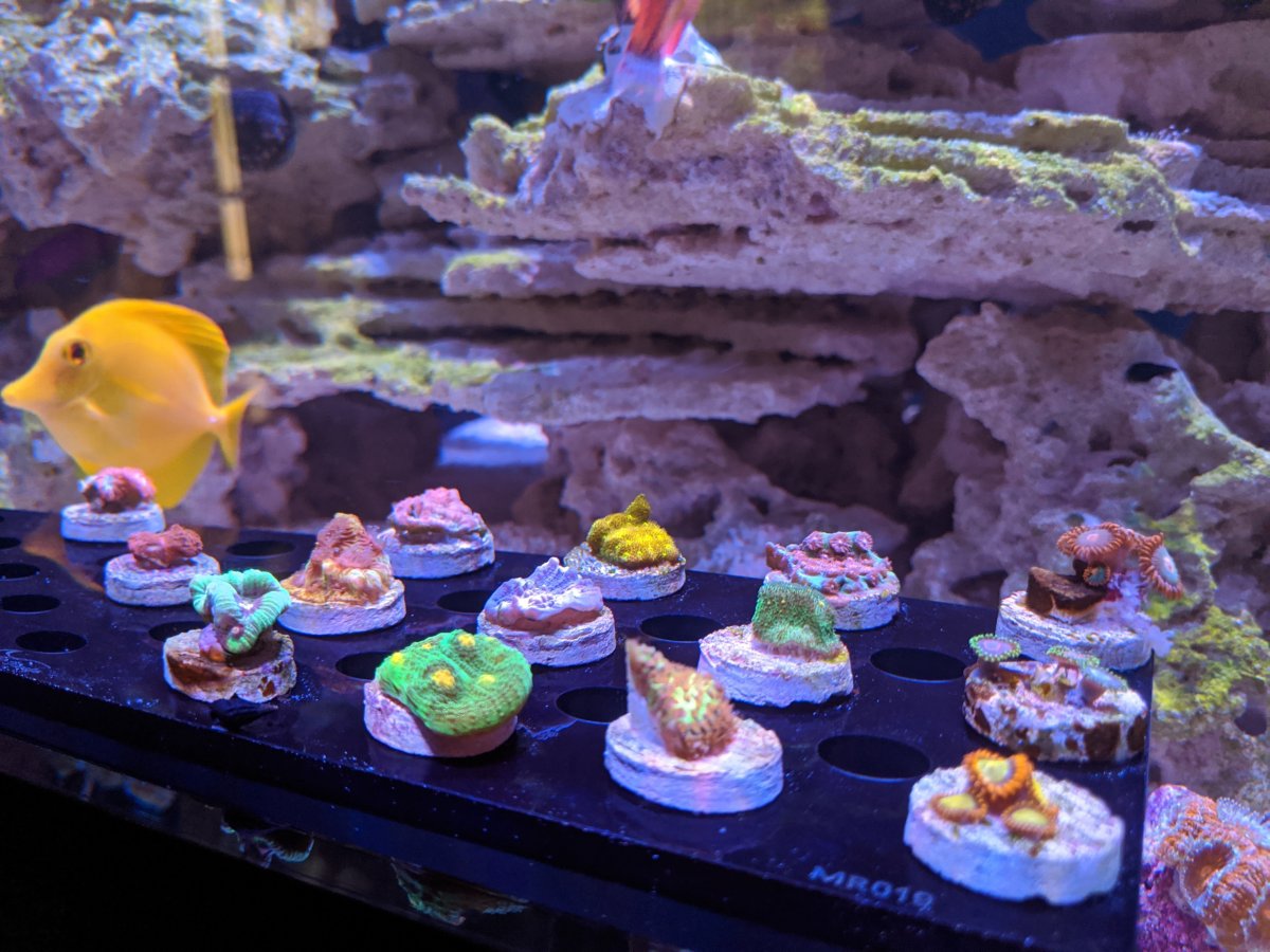 MVIMG_20200707_141947 - Copy.jpg