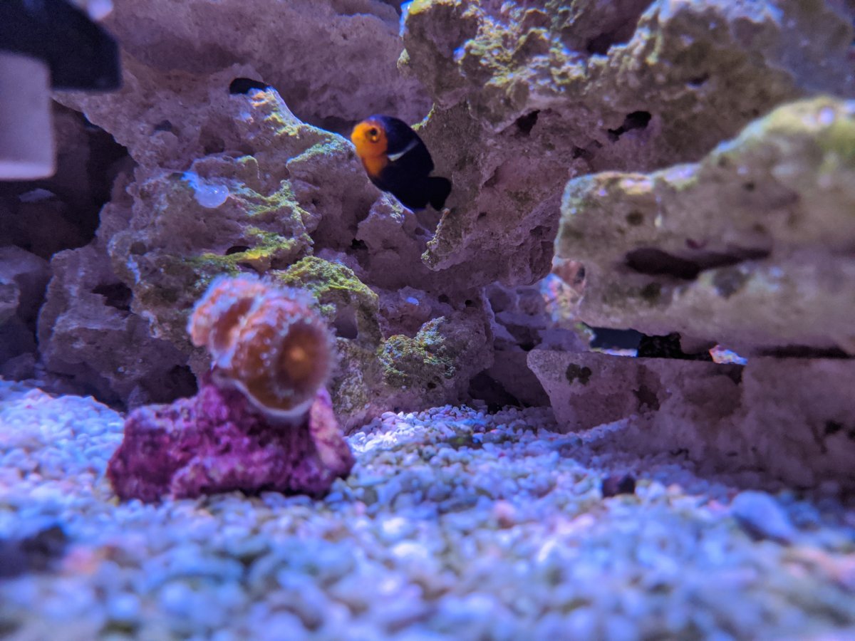 MVIMG_20200707_142014 - Copy.jpg