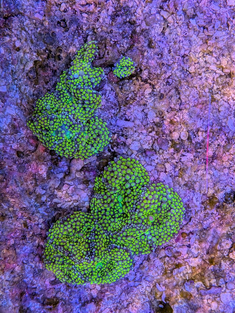 neon green ricordea.jpg