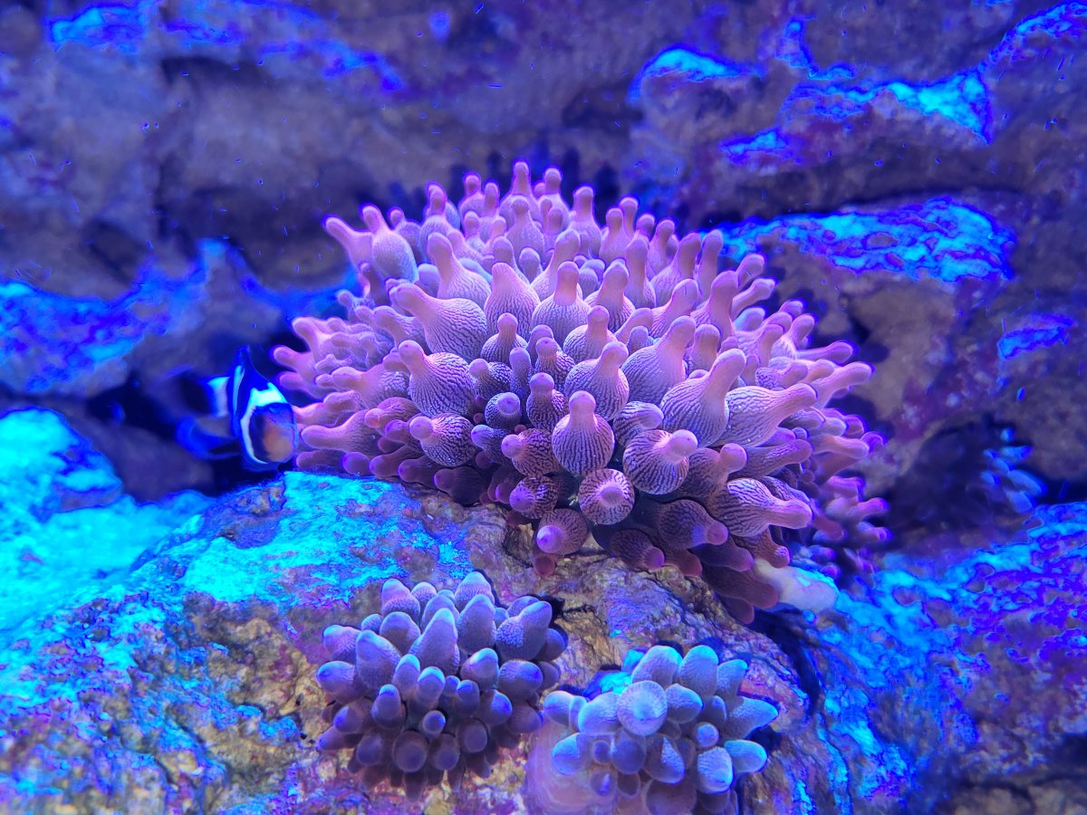 New Anemone.jpg