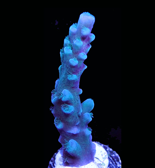 OBT 1 Thumb.png OBT 1 Thumb.png