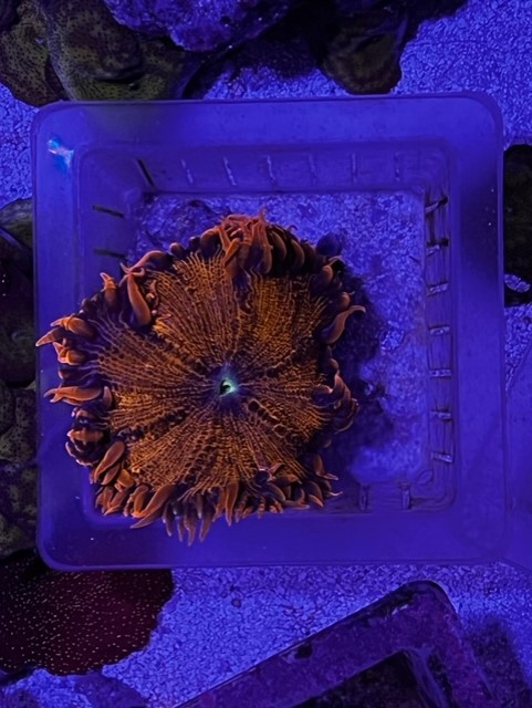 Orange-Purple Nem.jpg