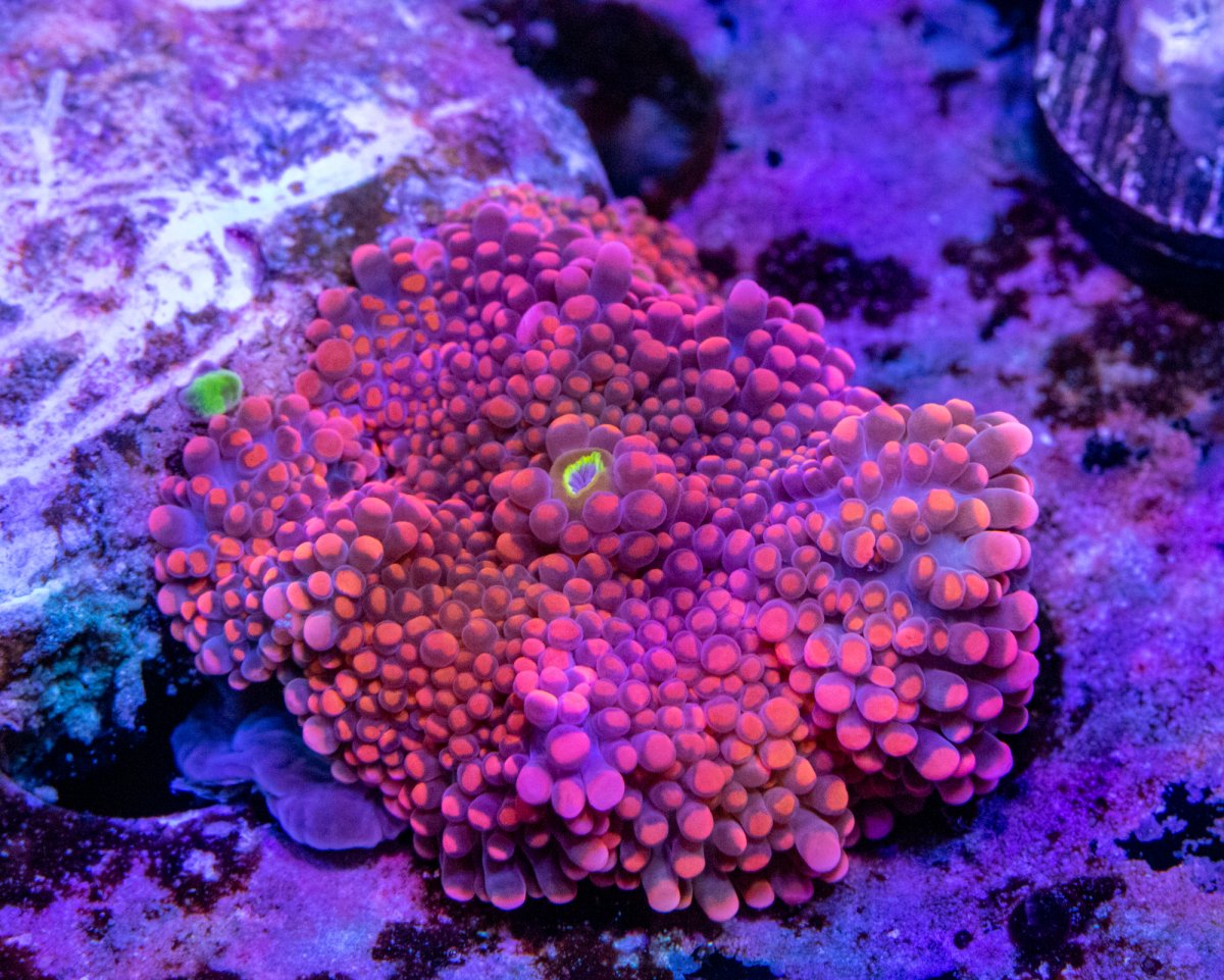 Orange Ricordea-8551.jpg