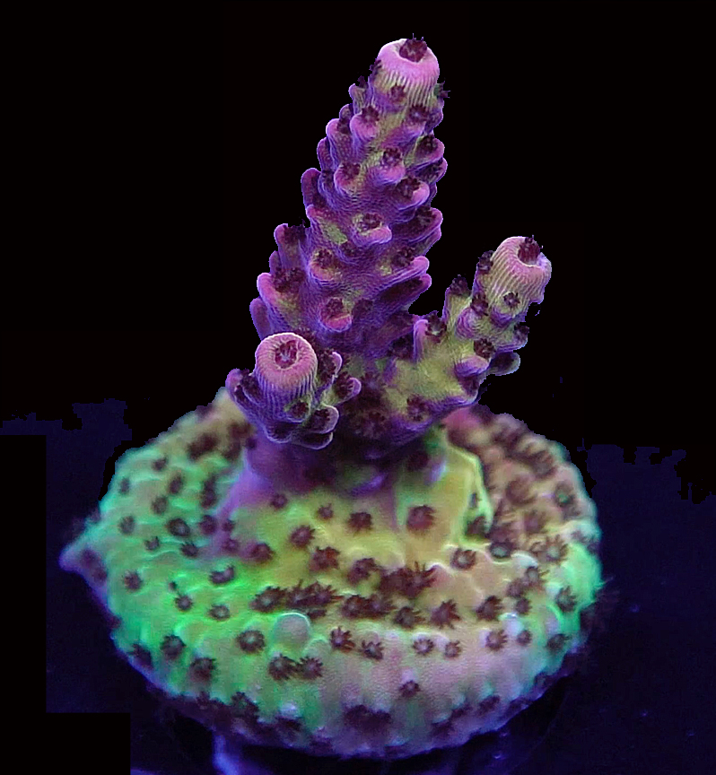 PC Rainbow 2 Thumb.jpg