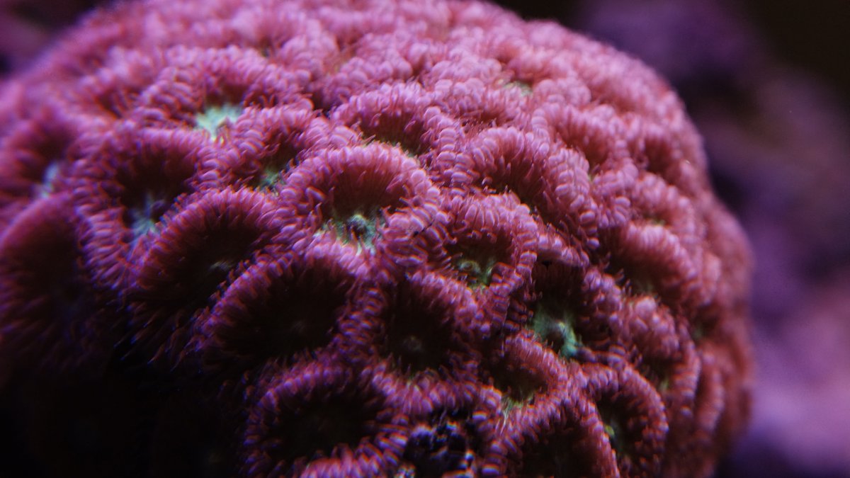 Pink with green Blasto .JPG