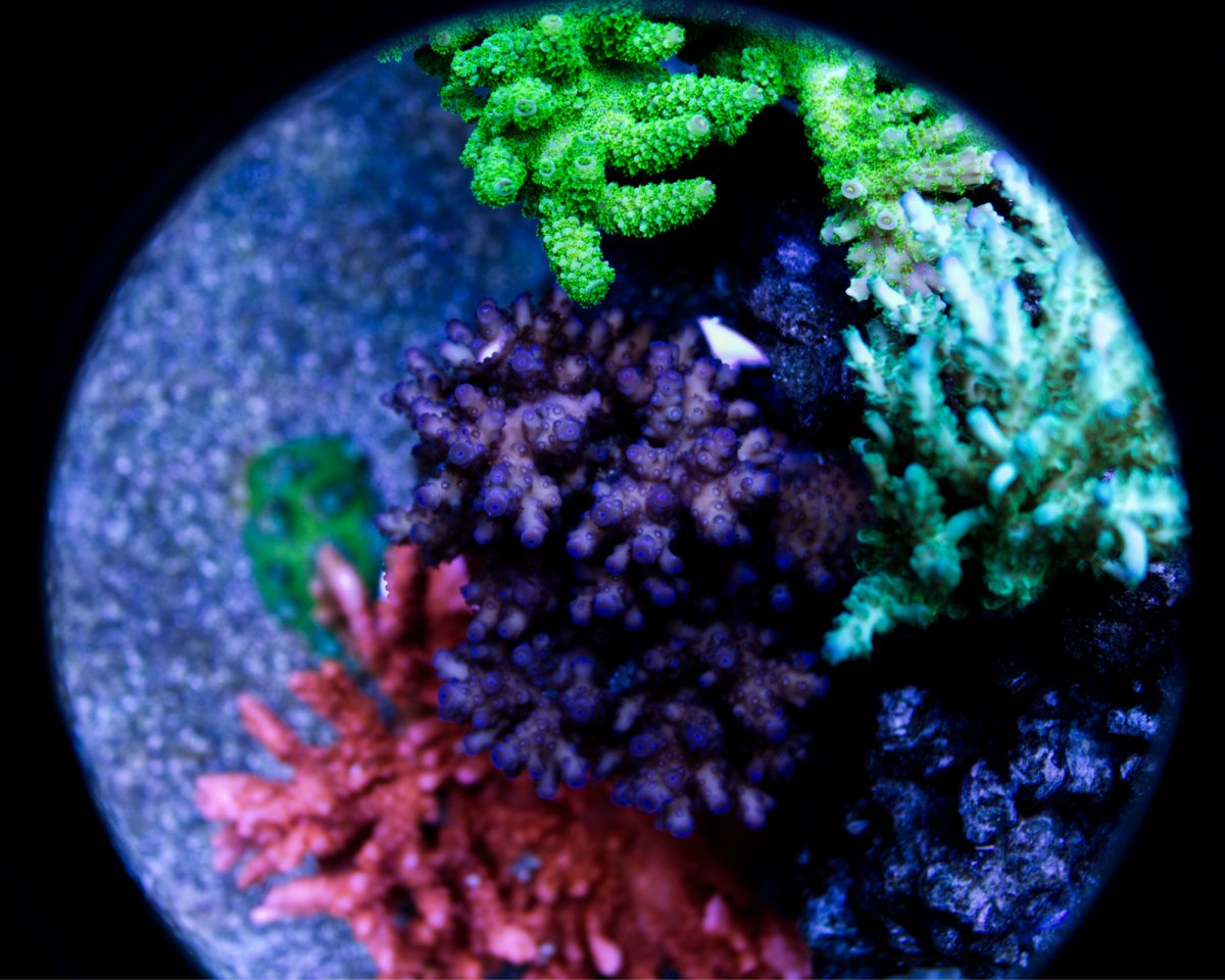 Porthole.jpg