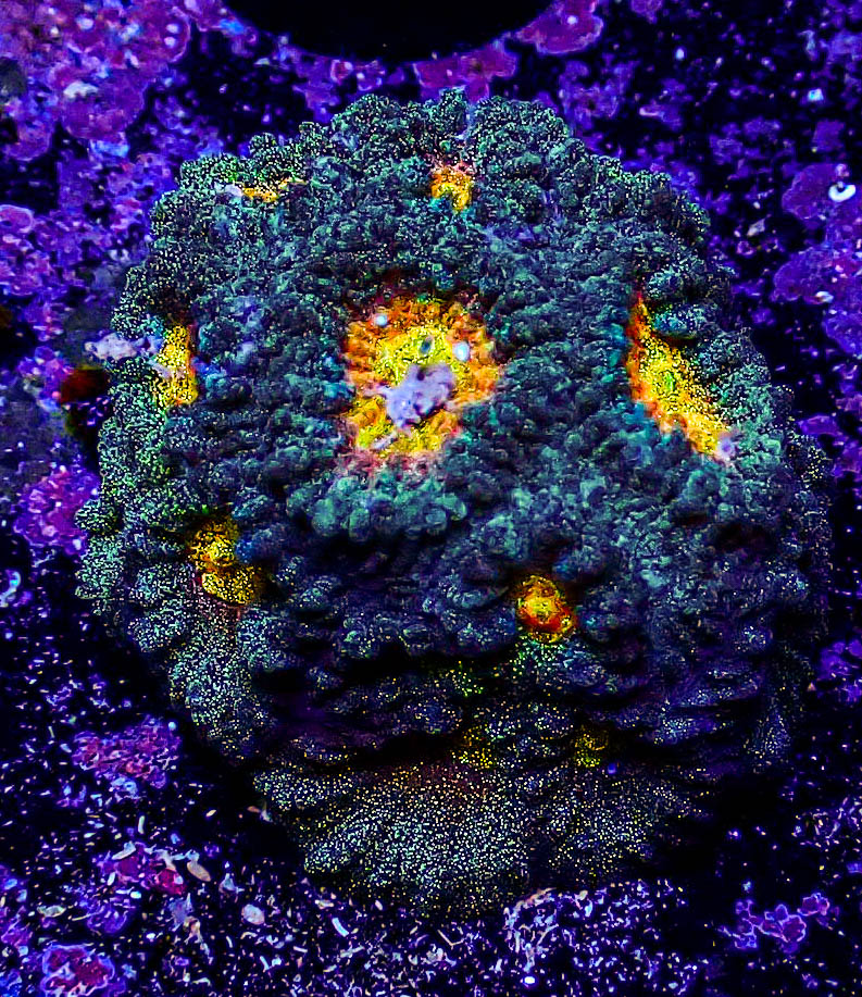 Pot Of Gold Favia .JPG