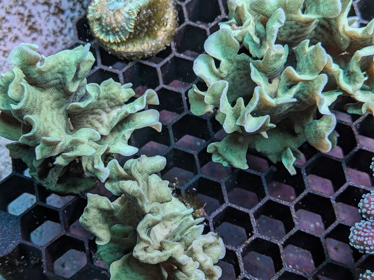 Potato Chip Pavona.jpg