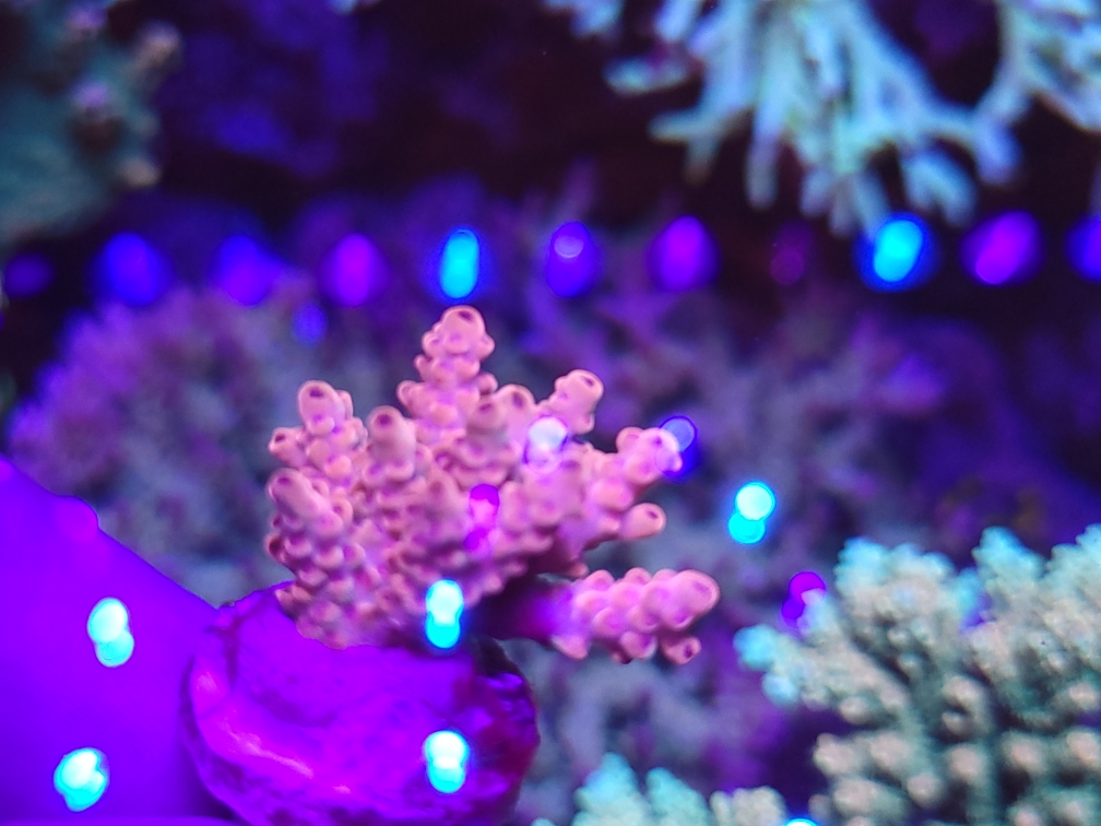 Princess peach 1.jpeg