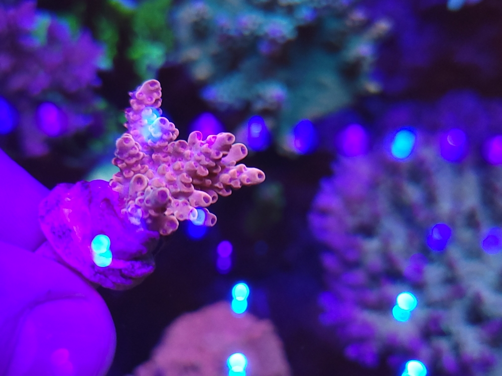 princess peach 2.jpeg