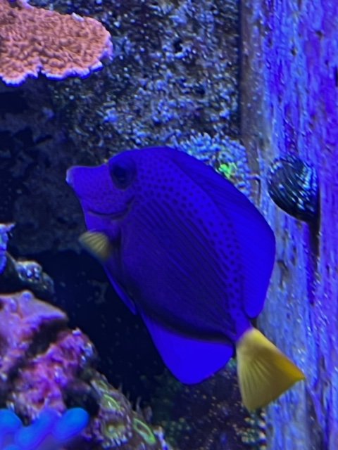 purple tang 2.jpg
