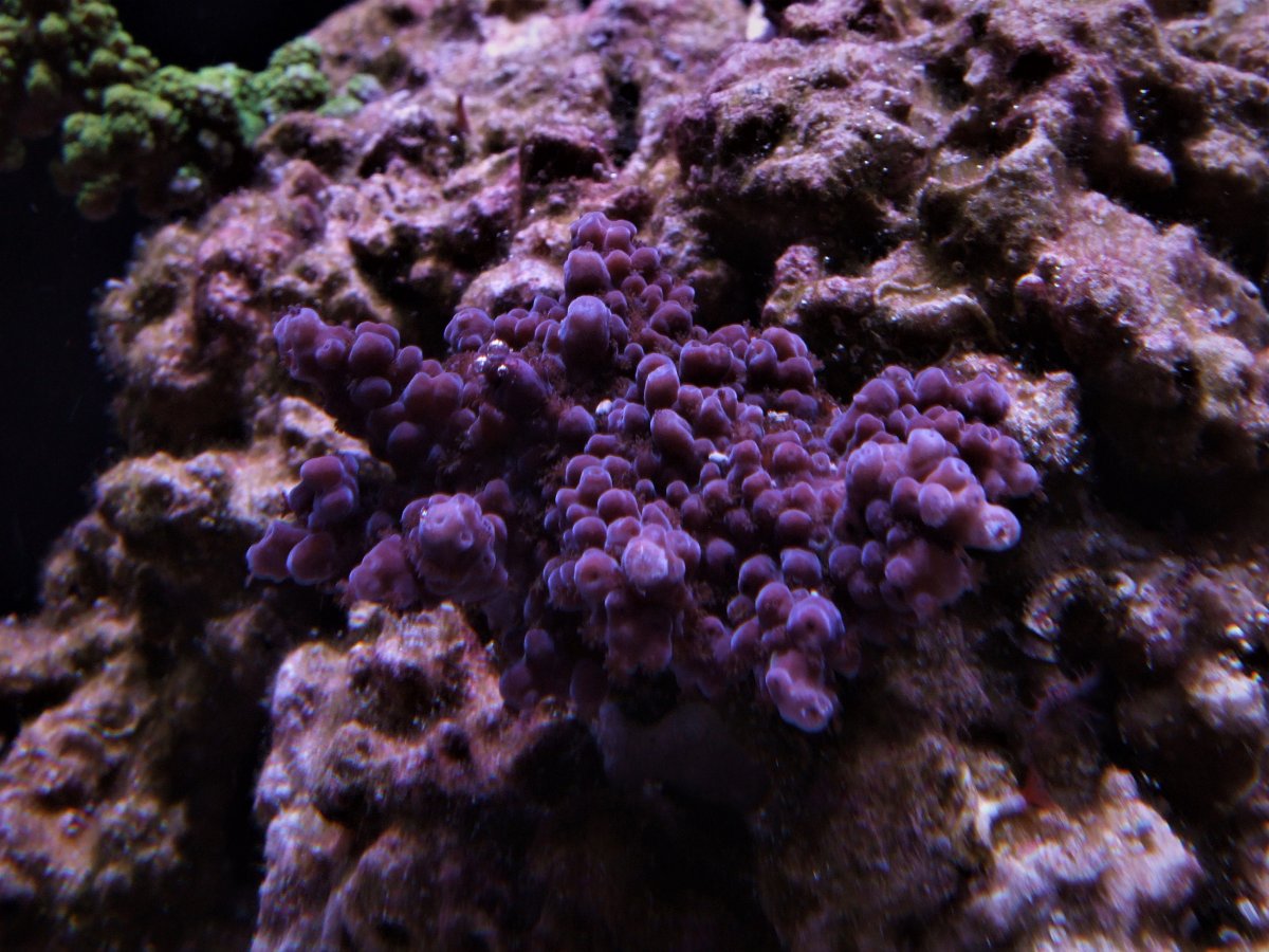 Purpnurp.jpg