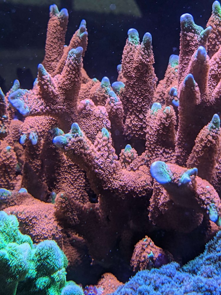 PXL_20210312_210326733 (Copy).jpg