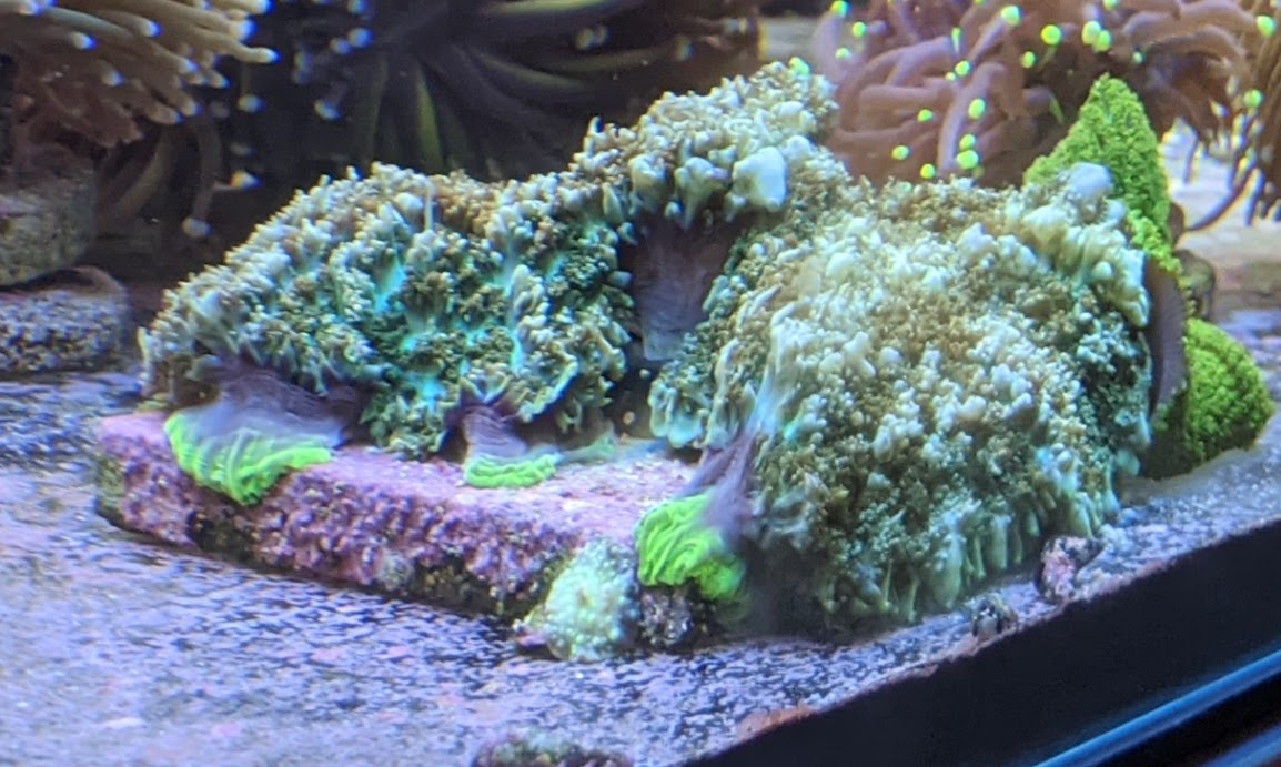 PXL_20211024_224732551 (1).jpg