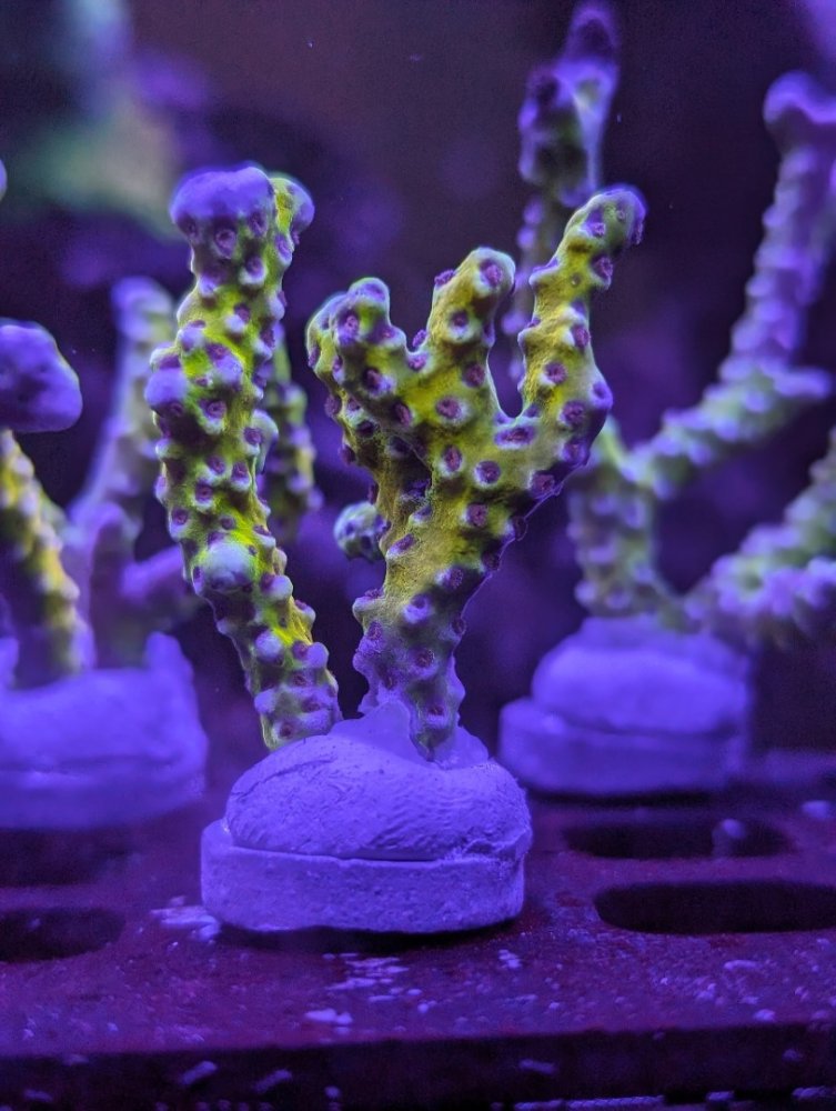 PXL_20240522_024056646.PORTRAIT (1).jpg