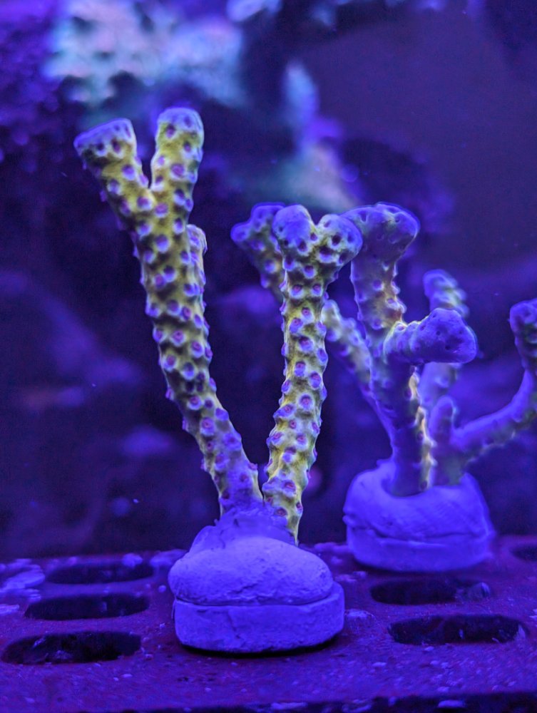 PXL_20240522_024403462.RAW-01.COVER (1).jpg