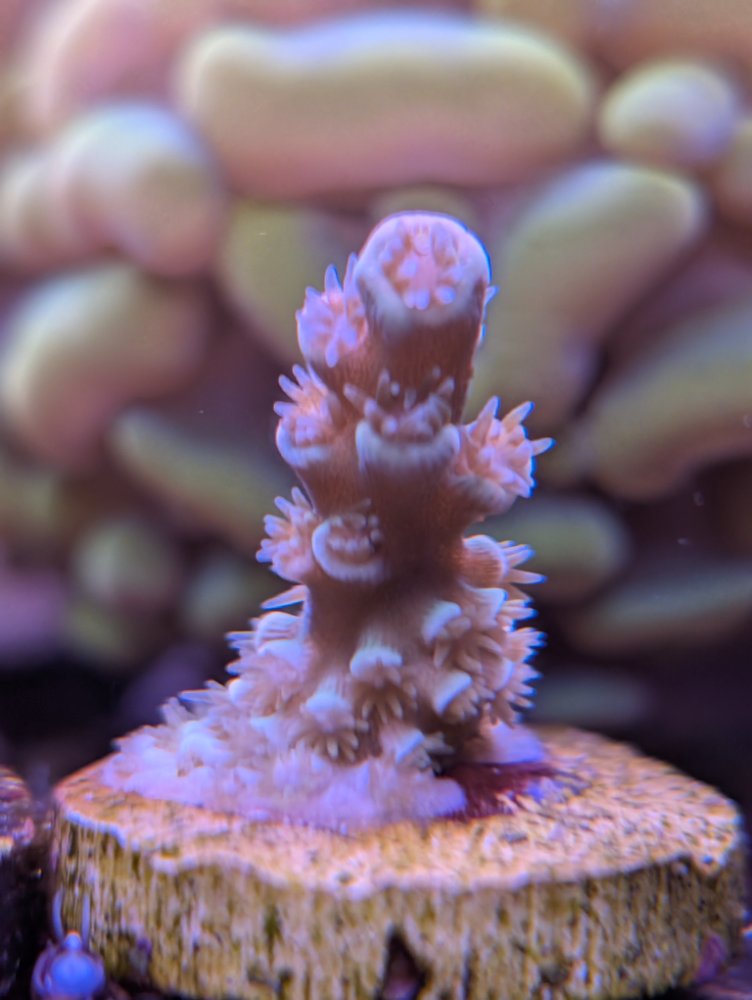 PXL_20251202_014941124.RAW-01.COVER (1).jpg