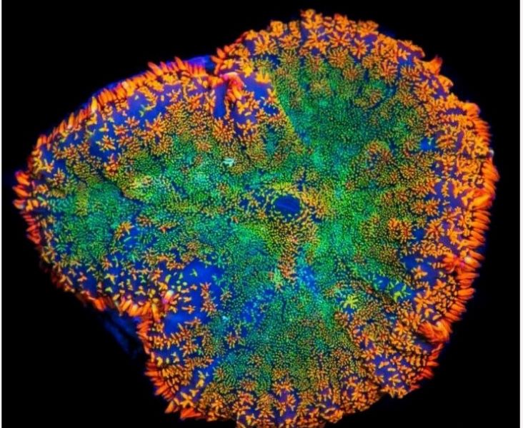 Rainbow Chaos Mushroom (2) (1).jpg