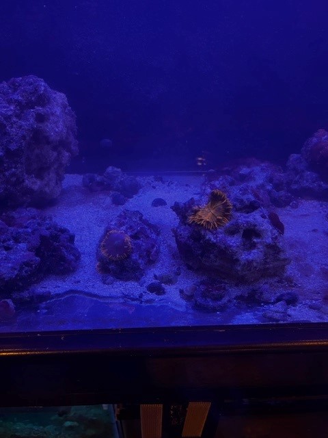 Red Nem and shrooms.jpg