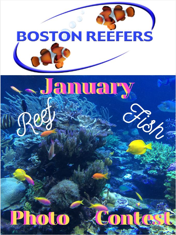 Reef Fish.JPG