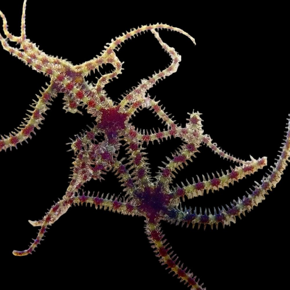 reef-genetics-micro-brittle-starfish-sustainably-aquacultured-5-pack-1146290817.jpg