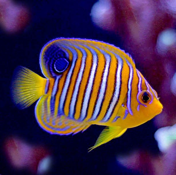 regal-angel-fish.jpg