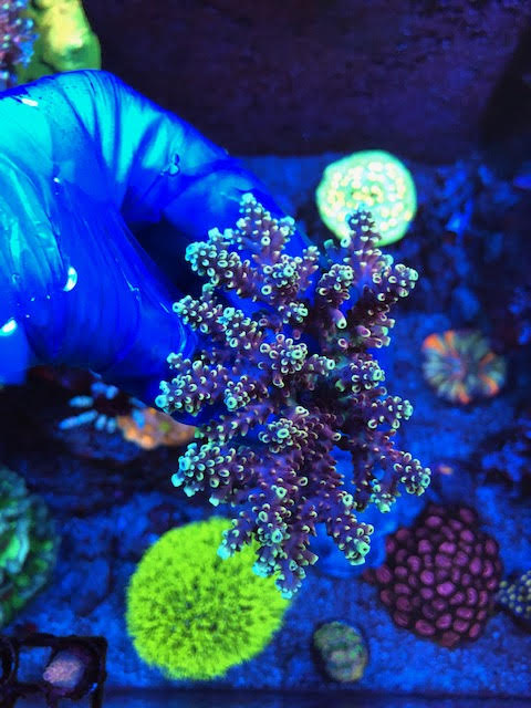 rrc caddy lookalike.jpg