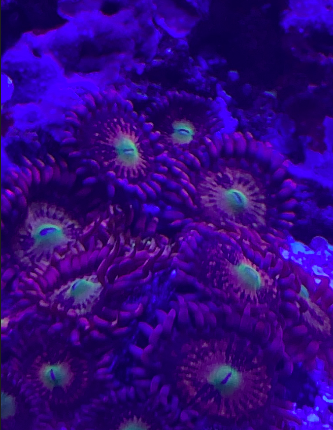 Screen Shot 2019-10-03 at 11.28.49 AM.png