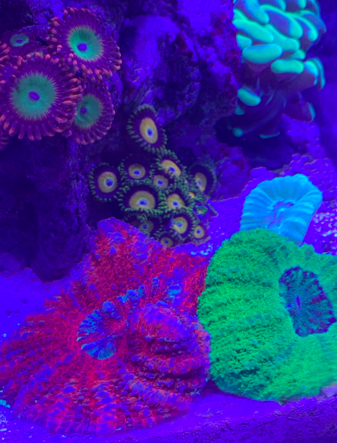 Screen Shot 2019-10-03 at 11.29.23 AM.png