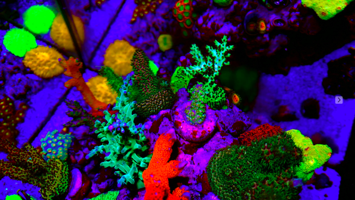 Screen Shot 2019-10-20 at 1.26.47 PM.png