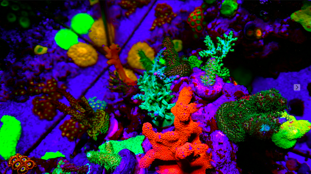 Screen Shot 2019-10-20 at 1.27.03 PM.png