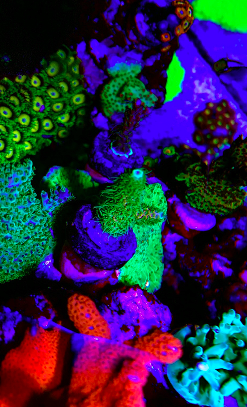 Screen Shot 2019-10-20 at 1.29.29 PM.png