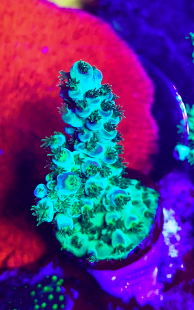 Screen Shot 2019-11-17 at 11.15.35 PM.png