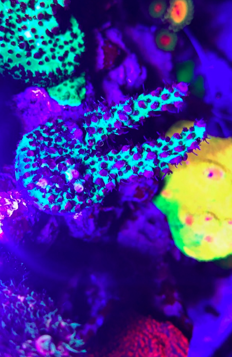 Screen Shot 2019-11-17 at 11.15.53 PM.png