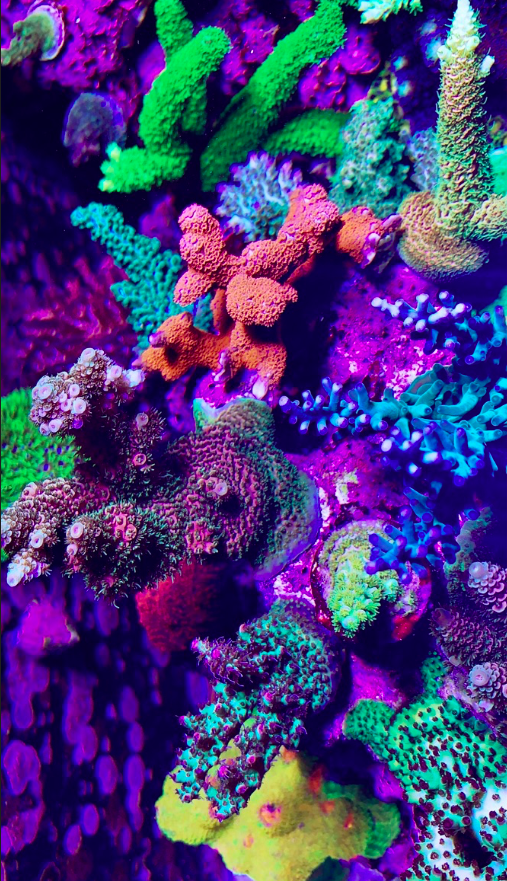 Screen Shot 2020-01-21 at 11.04.40 PM.png